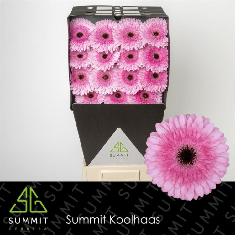 Gerbera Mini Petticoat X30 Holland