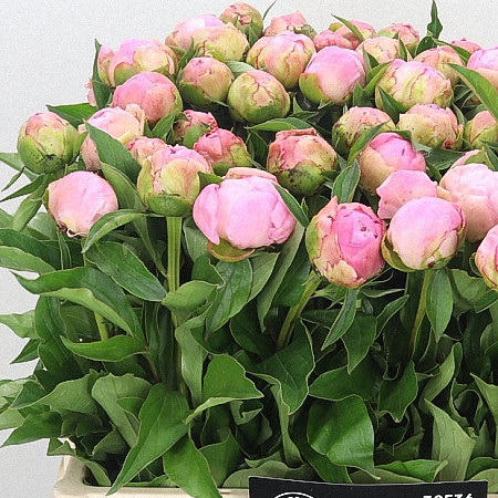 Paeonia Snow Princess X10 Holland
