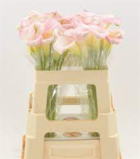 Zantedeschia Manila 45 cm X10