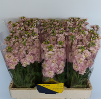 Matthiola Champagne X10