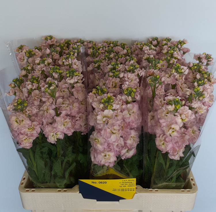 Matthiola Champagne X10