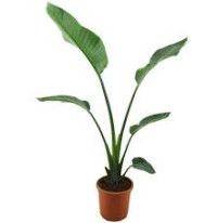 Strelitzia Alba 24/100