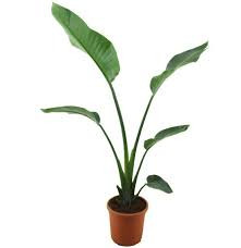 Strelitzia Alba 24/100