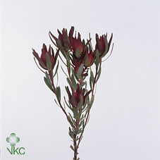 Leucad Blush Spray Red