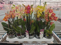 Phal 2/3-tak Yellow Oranje Multi Phalaenova 12/40