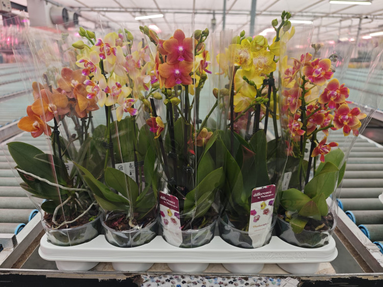 Phal 2/3-tak Yellow Oranje Multi Phalaenova 12/40