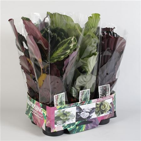 Calathea Gemengd Rosea