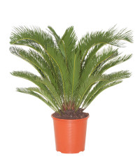 Cycas Revoluta 15/70