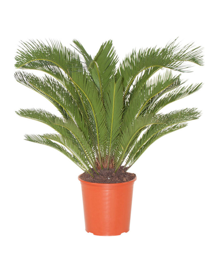 Cycas Revoluta 15/70