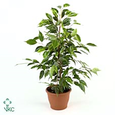 Ficus Be Anastasia (kweker)