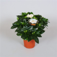 Gardenia Jasmin (decorum)
