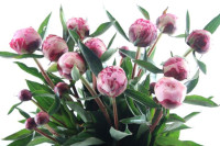 Paeonia Sara Bernhardt Spray X10