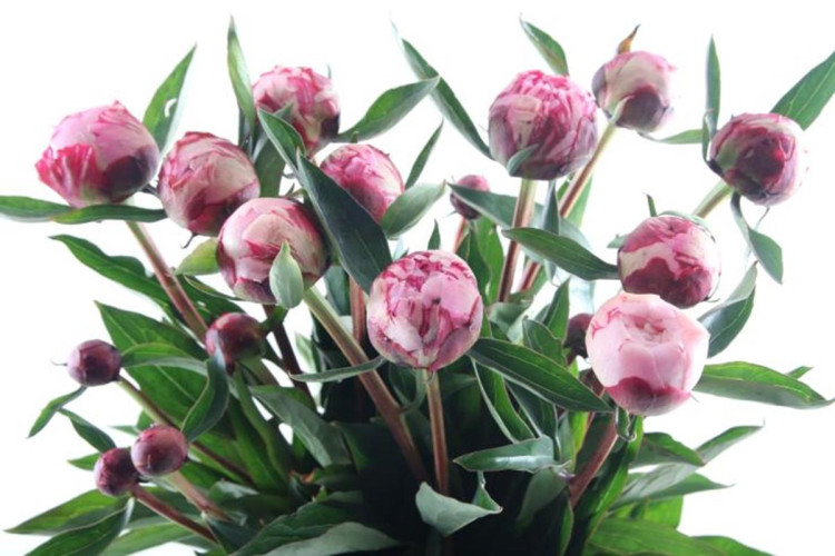 Paeonia Sara Bernhardt Spray X10