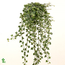 Hedera Eva Hang Pot