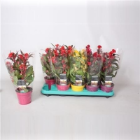 Celosia Hot Topic Mix Decorum Hoes 12/33