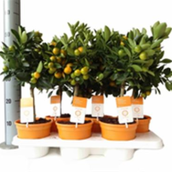 Citrus Lemon 14/40 - 1755.970x0