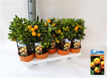 Citrus Lemon 14/40