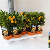 Citrus Lemon 14/40 - 1753.970x0