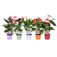 Anthurium Mix 9/35