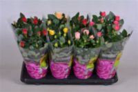 Rosa Patio Mix (grower)