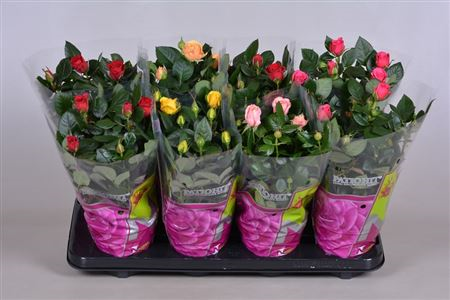Rosa Patio Mix (grower)