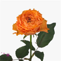 Rose Caraluna 50 sm