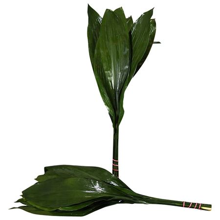 Aspidistra Extra