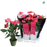 Anthurium Mauii Red 17/60