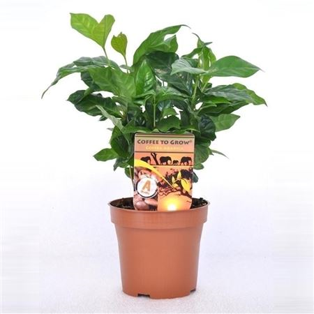 Coffea Arabica 12/35