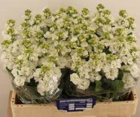 Matthiola Stox Champagne X10