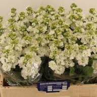 Matthiola Stox Champagne X10 - Matthiola Stox White
