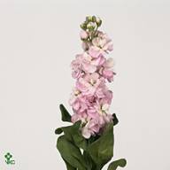 Matthiola Stox Champagne X10 - V18160_2