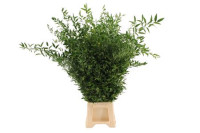 Ruscus Long 100 sm X4 Stems