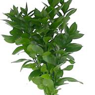 Ruscus Long 100 sm X4 Stems - Ruscus-1