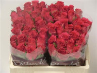 Rose Pink Rhodos 70 sm