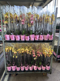 Phal 2-tak Yellow-Oranje Mix Levo 12/65