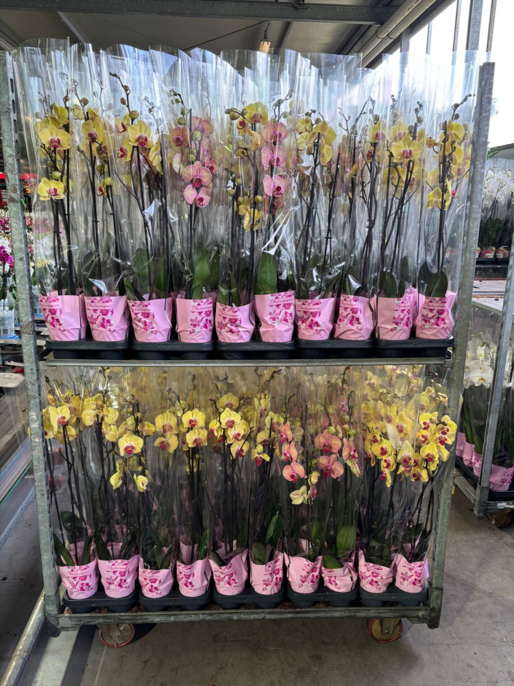 Phal 2-tak Yellow-Oranje Mix Levo 12/65