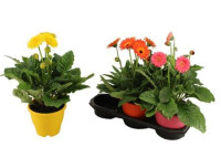 Gerbera Mix 12/22