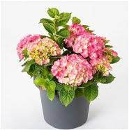 Hydrangea Rosita 26/65