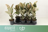 Ficus El Tineke 21/130