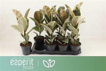 Ficus El Tineke 21/130