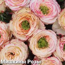 Rose Cream Unique 60 sm