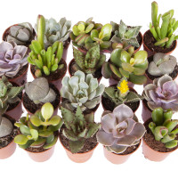Succulenten Mix (su12001) 12/15