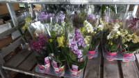 Phal 2/3-tak Scenza Multi Mix 12/35