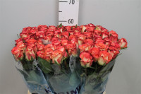 Rose Duett 60 sm