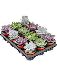Echeveria Mix Decorum 508/12