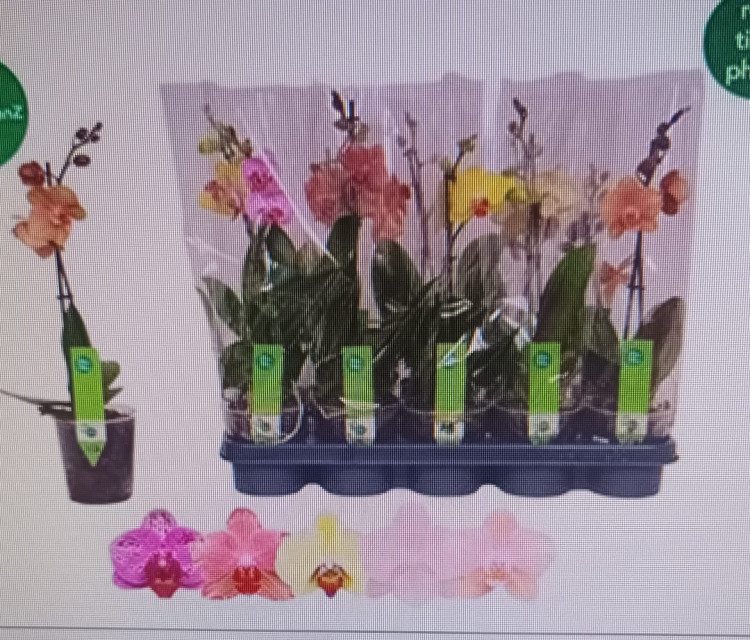 Phal 1-tak A2 Green Balanz Mix 12/40
