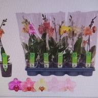 Phal 1-tak A2 Green Balanz Mix 12/40 - IMG-20241028-WA0025