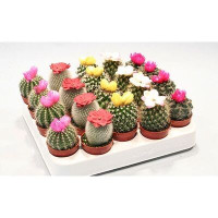 Cactus Bol MIX Showdoos 505/6 (1006)