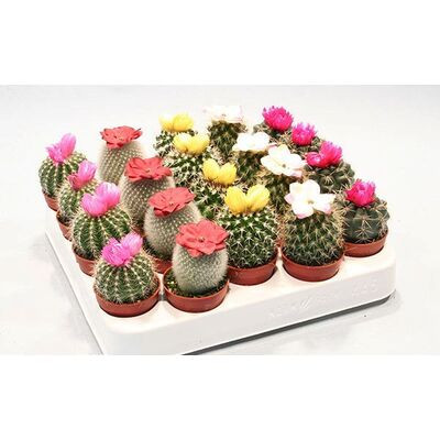 Cactus Bol MIX Showdoos 505/6 (1006)